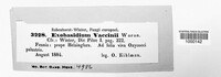 Exobasidium vaccinii image